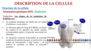DESCRIPTION DE LA CELLULE
Structure de la cellule
Information génétique-ADN :Traduction
Traduction, Les étapes de la traduction de
d’ARNm sont:
3. La synthèse protéique est initiée par un codon
d’initiation « start codon »
4. Le ribosome glisse le long de l’ARNm, en lisant
les codons et en ajoutant les acides aminés
correspondant, grâce à la grande sous-unité du
ribosome
5. Le ribosome continue d'assembler la nouvelle
molécule de protéine jusqu'à ce qu'il arrive à un
codon de terminaison « stop codon », où il
achève la synthèse et libère la nouvelle
protéine.
 