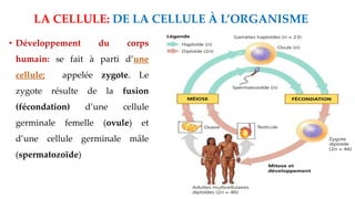 LA CELLULE: DE LA CELLULE À L’ORGANISME
• Développement du corps
humain: se fait à parti d’une
cellule; appelée zygote. Le
zygote résulte de la fusion
(fécondation) d’une cellule
germinale femelle (ovule) et
d’une cellule germinale mâle
(spermatozoïde)
 