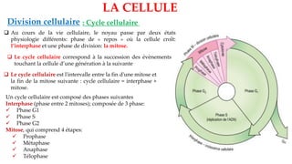 LA CELLULE
Division cellulaire
❑ Au cours de la vie cellulaire, le noyau passe par deux états
physiologie différents: phase de « repos » où la cellule croît:
l’interphase et une phase de division: la mitose.
❑ Le cycle cellulaire correspond à la succession des évènements
touchant la cellule d’une génération à la suivante
Un cycle cellulaire est composé des phases suivantes
Interphase (phase entre 2 mitoses); composée de 3 phase:
✓ Phase G1
✓ Phase S
✓ Phase G2
Mitose, qui comprend 4 étapes:
✓ Prophase
✓ Métaphase
✓ Anaphase
✓ Télophase
: Cycle cellulaire
❑ Le cycle cellulaire est l'intervalle entre la fin d'une mitose et
la fin de la mitose suivante : cycle cellulaire = interphase +
mitose.
 