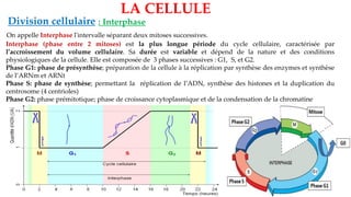 LA CELLULE
Division cellulaire : Interphase
Interphase (phase entre 2 mitoses) est la plus longue période du cycle cellulaire, caractérisée par
l’accroissement du volume cellulaire. Sa durée est variable et dépend de la nature et des conditions
physiologiques de la cellule. Elle est composée de 3 phases successives : G1, S, et G2.
Phase G1: phase de présynthèse; préparation de la cellule à la réplication par synthèse des enzymes et synthèse
de l’ARNm et ARNt
Phase S: phase de synthèse; permettant la réplication de l’ADN, synthèse des histones et la duplication du
centrosome (4 centrioles)
Phase G2: phase prémitotique; phase de croissance cytoplasmique et de la condensation de la chromatine
On appelle Interphase l'intervalle séparant deux mitoses successives.
 