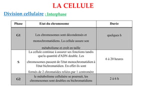 Phase Etat du chromosome Durée
G1 Les chromosomes sont décondensés et
monochromatidiens. La cellule assure son
métabolisme et croît en taille
quelques h
S
La cellule continue à assurer ses fonctions tandis
quela quantité d'ADN double. Les
chromosomes passent de l'état monochromatidien à
l'état bichromatidien. En effet ils sont
formés de 2 chromatides reliées par 1 centromère
6 à 20 heures
G2
le métabolisme cellulaire se poursuit, les
chromosomes sont doubles ou bichromatidiens
2 à 6 h
LA CELLULE
Division cellulaire : Interphase
 