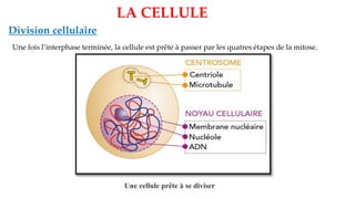 LA CELLULE
Division cellulaire
Une fois l’interphase terminée, la cellule est prête à passer par les quatres étapes de la mitose.
Une cellule prête à se diviser
 