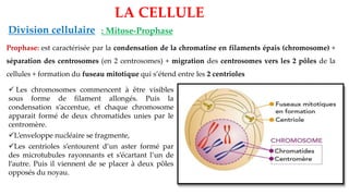 LA CELLULE
Division cellulaire : Mitose-Prophase
Prophase: est caractérisée par la condensation de la chromatine en filaments épais (chromosome) +
séparation des centrosomes (en 2 centrosomes) + migration des centrosomes vers les 2 pôles de la
cellules + formation du fuseau mitotique qui s’étend entre les 2 centrioles
✓ Les chromosomes commencent à être visibles
sous forme de filament allongés. Puis la
condensation s’accentue, et chaque chromosome
apparait formé de deux chromatides unies par le
centromère.
✓L’enveloppe nucléaire se fragmente,
✓Les centrioles s’entourent d’un aster formé par
des microtubules rayonnants et s’écartant l’un de
l’autre. Puis il viennent de se placer à deux pôles
opposés du noyau.
 