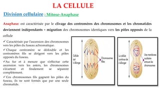 Anaphase: est caractérisée par le clivage des centromères des chromosomes et les chromatides
deviennent indépendants + migration des chromosomes identiques vers les pôles opposés de la
cellule
LA CELLULE
Division cellulaire : Mitose-Anaphase
✓ Caractérisée par l’ascension des chromosomes
vers les pôles du fuseau achromatique.
✓ Chaque centromère se dédouble et les
centromères fils se dirigent vers les pôles
opposés du fuseau.
✓Au fur et à mesure que s’effectue cette
ascension vers les asters, les chromosomes
s’écartent et finalement se séparent
complètement.
✓ Ces chromosomes fils gagnent les pôles du
fuseau, ils ne sont formés que par une seule
chromatide.
 