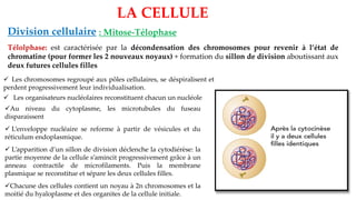 LA CELLULE
Division cellulaire : Mitose-Télophase
Télolphase: est caractérisée par la décondensation des chromosomes pour revenir à l’état de
chromatine (pour former les 2 nouveaux noyaux) + formation du sillon de division aboutissant aux
deux futures cellules filles
✓ Les chromosomes regroupé aux pôles cellulaires, se déspiralisent et
perdent progressivement leur individualisation.
✓ Les organisateurs nucléolaires reconstituent chacun un nucléole
✓Au niveau du cytoplasme, les microtubules du fuseau
disparaissent
✓ L’enveloppe nucléaire se reforme à partir de vésicules et du
réticulum endoplasmique.
✓ L’apparition d’un sillon de division déclenche la cytodiérèse: la
partie moyenne de la cellule s’amincit progressivement grâce à un
anneau contractile de microfilaments. Puis la membrane
plasmique se reconstitue et sépare les deux cellules filles.
✓Chacune des cellules contient un noyau à 2n chromosomes et la
moitié du hyaloplasme et des organites de la cellule initiale.
 