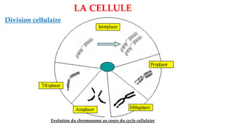 Evolution du chromosome au cours du cycle cellulaire
LA CELLULE
Division cellulaire
 