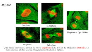 ❑ La mitose comprend: La division du noyau: caryodiérèse & La division du cytoplasme: cytodiérèse. Les
transformations affectant le noyau et le cytoplasme s’effectuent en 4 phases.
Prophase Métaphase
Anaphase
Télophase et Cytodiérèse
Télophase
Mitose
 