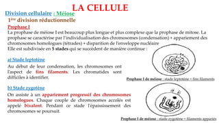 LA CELLULE
Division cellulaire : Méiose
1ère division réductionnelle
Prophase I
La prophase de méiose I est beaucoup plus longue et plus complexe que la prophase de mitose. La
prophase se caractérise par l’individualisation des chromosomes (condensation) + appariement des
chromosomes homologues (tétrades) + disparition de l’enveloppe nucléaire
Elle est subdivisée en 5 stades qui se succèdent de manière continue :
a) Stade leptotène
Au début de leur condensation, les chromosomes ont
l’aspect de fins filaments. Les chromatides sont
difficiles à identifier. Prophase I de méiose : stade leptotène = fins filaments
b) Stade zygotène
On assiste à un appariement progressif des chromosomes
homologues. Chaque couple de chromosomes accolés est
appelé bivalent. Pendant ce stade l'épaississement des
chromosomes se poursuit.
Prophase I de méiose : stade zygotène = filaments appariés
 