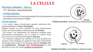 LA CELLULE
Division cellulaire : Méiose
1ère division réductionnelle
c) Stade pachytène
La condensation et le raccourcissement des chromosomes s’accentuent et leurs
centromères deviennent visibles.
Bivalent
Prophase I de méiose : stade pachytène = filaments épais
d) Stade diplotène
- A ce stade, chaque chromosome apparaît nettement clivé
longitudinalement en deux chromatides.
Chaque bivalent est donc constitué de deux chromosomes
clivés, soit 4 chromatides constituant ainsi des tétrades.
- On assiste à un relâchement de l'attraction mutuelle entre
chromosomes homologues, qui ne restent en contact étroit
qu'au niveau de certains points appelés chiasmas.
- Les chiasmas indiquent les endroits où se sont produits des
cassures et des échanges de segments entre deux chromatides
homologues (non soeurs). Ces échanges appelée crossing- over
ou enjambement (brassage intra chromosomique) se sont
produits au cours des stades zygotène ou pachytène.
Chiasma Tétrade
Prophase I de méiose : stade diplotène = filaments doubles
 