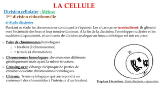 LA CELLULE
Division cellulaire : Méiose
1ère division réductionnelle
e) Stade diacinèse
Pendant ce stade les chromosomes continuent à s'épaissir. Les chiasmas se terminalisent: ils glissent
vers l'extrémité des bras et leur nombre diminue. A la fin de la diacinèse, l'enveloppe nucléaire et les
nucléoles disparaissent, et un fuseau de division analogue au fuseau mitotique est mis en place.
Prophase I de méiose : Stade diacinèse = séparation
o Paire de chromosomes homologues
o = bivalent (2 chromosomes)
o = tétrade (4 chromatides)
o Chromosomes homologues: chromosomes différents
génétiquement mais ayant la même structure.
o Crossing-over: échange réciproque de parties de
chromatides entre chromosomes homologues.
o Chiasma: Terme cytologique qui correspond à un
croisement des chromatides à l’intérieur d’un bivalent.
 