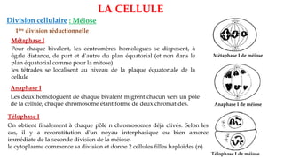 LA CELLULE
Division cellulaire : Méiose
1ère division réductionnelle
Métaphase I
Pour chaque bivalent, les centromères homologues se disposent, à
égale distance, de part et d'autre du plan équatorial (et non dans le
plan équatorial comme pour la mitose)
les tétrades se localisent au niveau de la plaque équatoriale de la
cellule
Métaphase I de méiose
Anaphase I
Les deux homologuent de chaque bivalent migrent chacun vers un pôle
de la cellule, chaque chromosome étant formé de deux chromatides. Anaphase I de méiose
Télophase I
On obtient finalement à chaque pôle n chromosomes déjà clivés. Selon les
cas, il y a reconstitution d'un noyau interphasique ou bien amorce
immédiate de la seconde division de la méiose.
le cytoplasme commence sa division et donne 2 cellules filles haploïdes (n)
Télophase I de méiose
 