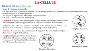 LA CELLULE
Division cellulaire : Méiose
2ème division équationnelle
Elle est comparable à une mitose normale ; les deux noyaux issus de la première division subissent chacun une
seconde division de manière synchrone.
Il n’y a pas de réplication d’ADN entre les deux divisions.
Elle suit la 1ère division sans interruption.
Prophase II: chaque chromosome se place perpendiculairement à la première division
avec disparition de l’enveloppe nucléaire et formation du fuseau achromatique.
Métaphase II : elle est normale, ressemble à la métaphase de mitose. Les
chromosomes se placent au niveau de la plaque équatoriale de la cellule
Métaphase II de méiose
Anaphase II : divisions des centromères et migration des chromatides simples
chacune vers un pôle de la cellule.
Anaphase II de méiose
Télophase II : la cytodiérèse divise chaque
cellule haploïde en deux cellules haploïdes
Formation de 4 cellules haploïdes résultant
des 2 divisions chromatiques.
Télophase II de méiose
 