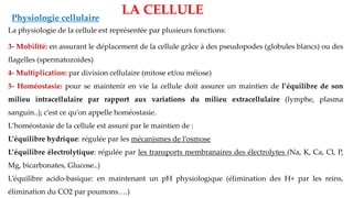La physiologie de la cellule est représentée par plusieurs fonctions:
3- Mobilité: en assurant le déplacement de la cellule grâce à des pseudopodes (globules blancs) ou des
flagelles (spermatozoides)
4- Multiplication: par division cellulaire (mitose et/ou méiose)
5- Homéostasie: pour se maintenir en vie la cellule doit assurer un maintien de l’équilibre de son
milieu intracellulaire par rapport aux variations du milieu extracellulaire (lymphe, plasma
sanguin..); c’est ce qu’on appelle homéostasie.
L’homéostasie de la cellule est assuré par le maintien de :
L’équilibre hydrique: régulée par les mécanismes de l’osmose
L’équilibre électrolytique: régulée par les transports membranaires des électrolytes (Na, K, Ca, Cl, P,
Mg, bicarbonates, Glucose..)
L’équilibre acido-basique: en maintenant un pH physiologique (élimination des H+ par les reins,
élimination du CO2 par poumons….)
Physiologie cellulaire
LA CELLULE
 