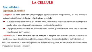 LA CELLULE
Mort cellulaire
Apoptose vs nécrose
Apoptose ou mort cellulaire physiologique (génétiquement programmée), est un processus
naturel qui s’effectue à la fin de cycle de vie de la cellule
➔ la durée de vie de la cellule est limitée. Ainsi, une cellule vieillie se rétrécit et les fragments
qu'elle laisse sont phagocytés sans aucune réaction inflammatoire
➔ L’apoptose permet de créer un équilibre entre cellules qui meurent et celles qui se divisent
pour la survie de l’Homme.
Nécrose: c’est la mort cellulaire due au manque d’oxygène, elle survient lorsque la cellule est
confrontée à des situations non physiologiques extrêmes (comme les brûlures ou l’infection …)
➔ La destruction de la membrane plasmique de la cellule dégradée induit une réaction immunitaire
➔ réparation tissulaire (cicatrice)
 