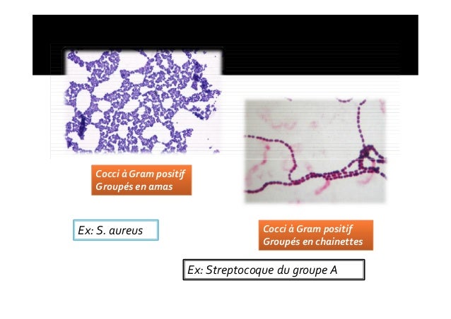 La cellule bactérienne dr latifa (1)