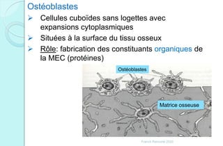 Ostéoblastes
 Cellules cuboïdes sans logettes avec
expansions cytoplasmiques
 Situées à la surface du tissu osseux
 Rôle: fabrication des constituants organiques de
la MEC (protéines)
Ostéoblastes
Matrice osseuse
Franck Rencurel 2020
 