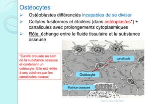Matrice osseuse
Ostéocyte
canalicule
Ostéocytes
 Ostéoblastes différenciés incapables de se diviser
 Cellules fusiformes et étoilées (dans ostéoplastes*) +
canalicules avec prolongements cytoplasmiques
 Rôle: échange entre le fluide tissulaire et la substance
osseuse
*Cavité creusée au sein
de la substance osseuse
et contenant un
ostéocyte. Elle est reliée
à ses voisines par les
canalicules osseux`
Franck Rencurel 2020
 