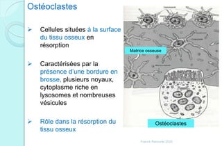 Ostéoclastes
Matrice osseuse
Ostéoclastes
 Cellules situées à la surface
du tissu osseux en
résorption
 Caractérisées par la
présence d’une bordure en
brosse, plusieurs noyaux,
cytoplasme riche en
lysosomes et nombreuses
vésicules
 Rôle dans la résorption du
tissu osseux
Franck Rencurel 2020
 