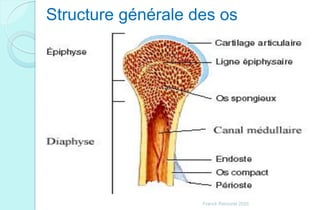 Structure générale des os
Franck Rencurel 2020
 