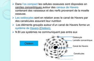  Dans l’os compact les cellules osseuses sont disposées en
cercles concentriques autour des canaux de Havers
contenant des vaisseaux et des nerfs provenant de la moelle
osseuse.
 Les ostéocytes sont en relation avec le canal de Havers par
des canalicules assurant leur nutrition
 Les éléments groupés autour d’un canal de Havers forme un
système de Havers (Ostéon).
 N.B Les systèmes ne communiquent pas entre eux
Ostéocyte
Lamelle concentrique
Canal de Havers
Canalicules
Ostéon
Franck Rencurel 2020
 