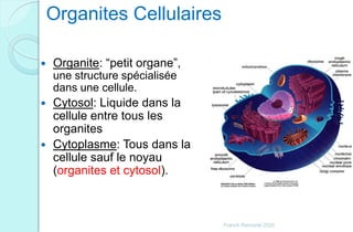 Organites Cellulaires
 Organite: “petit organe”,
une structure spécialisée
dans une cellule.
 Cytosol: Liquide dans la
cellule entre tous les
organites
 Cytoplasme: Tous dans la
cellule sauf le noyau
(organites et cytosol).
Franck Rencurel 2020
 