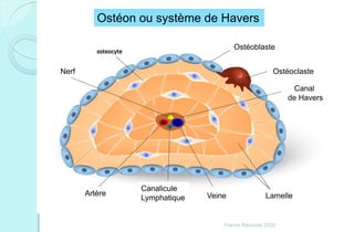 Franck Rencurel 2020
Ostéon ou système de Havers
Nerf
Artère
Canalicule
Lymphatique Veine Lamelle
Canal
de Havers
Ostéoclaste
Ostéoblaste
 