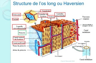 Structure de l’os long ou Haversien
Franck Rencurel 2020
 