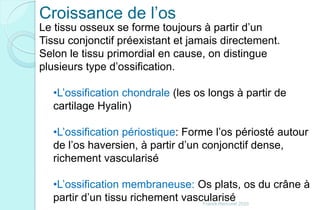 Croissance de l’os
Franck Rencurel 2020
Le tissu osseux se forme toujours à partir d’un
Tissu conjonctif préexistant et jamais directement.
Selon le tissu primordial en cause, on distingue
plusieurs type d’ossification.
•L’ossification chondrale (les os longs à partir de
cartilage Hyalin)
•L’ossification périostique: Forme l’os périosté autour
de l’os haversien, à partir d’un conjonctif dense,
richement vascularisé
•L’ossification membraneuse: Os plats, os du crâne à
partir d’un tissu richement vascularisé
 