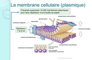 Franck Rencurel 2020
La membrane cellulaire (plasmique)
Épaisseur:
7 à 8 nm
Il faudrait superposer 10 000 membranes plasmiques
pour faire l’épaisseur d’une feuille de papier
 