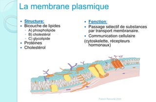 La membrane plasmique
 Structure:
 Bicouche de lipides
◦ A) phospholipide
◦ B) cholestérol
◦ C) glycolipide
 Protéines
 Cholestérol
 Fonction:
 Passage sélectif de substances
par transport membranaire.
 Communication cellulaire
(cytoskelette, récepteurs
hormonaux)
Franck Rencurel 2020
 