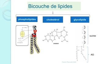 Bicouche de lipides
phospholipides cholestérol glycolipide
AG
sucres
Franck Rencurel 2020
 