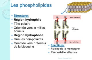 Les phospholipides
 Structure:
 Région hydrophile
 Tête polaire
 Orientée vers le milieu
aqueux
 Région hydrophobe
 Queues non-polaires
 Orientée vers l’intérieur
de la bicouche  Fonctions:
 Fluidité de la membrane
 Perméabilité sélective
Franck Rencurel 2020
 