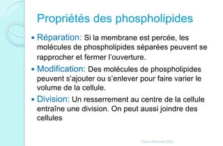 Propriétés des phospholipides
 Réparation: Si la membrane est percée, les
molécules de phospholipides séparées peuvent se
rapprocher et fermer l’ouverture.
 Modification: Des molécules de phospholipides
peuvent s’ajouter ou s’enlever pour faire varier le
volume de la cellule.
 Division: Un resserrement au centre de la cellule
entraîne une division. On peut aussi joindre des
cellules
Franck Rencurel 2020
 