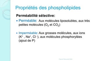 Propriétés des phospholipides
Perméabilité sélective:
 Perméable: Aux molécules liposolubles, aux très
petites molécules (O2 et CO2)
 Imperméable: Aux grosses molécules, aux ions
(K+ , Na+, Cl -), aux molécules phosphorylées
(ajout de P)
Franck Rencurel 2020
 