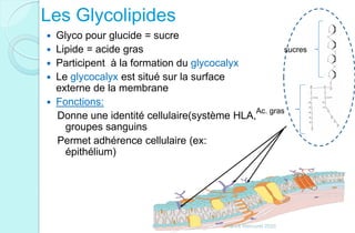 Les Glycolipides
 Glyco pour glucide = sucre
 Lipide = acide gras
 Participent à la formation du glycocalyx
 Le glycocalyx est situé sur la surface
externe de la membrane
 Fonctions:
Donne une identité cellulaire(système HLA,
groupes sanguins
Permet adhérence cellulaire (ex:
épithélium)
sucres
Ac. gras
Franck Rencurel 2020
 