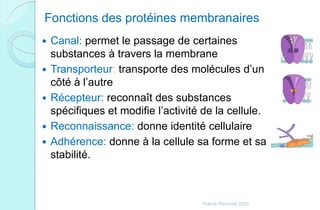  Canal: permet le passage de certaines
substances à travers la membrane
 Transporteur: transporte des molécules d’un
côté à l’autre
 Récepteur: reconnaît des substances
spécifiques et modifie l’activité de la cellule.
 Reconnaissance: donne identité cellulaire
 Adhérence: donne à la cellule sa forme et sa
stabilité.
Fonctions des protéines membranaires
Franck Rencurel 2020
 