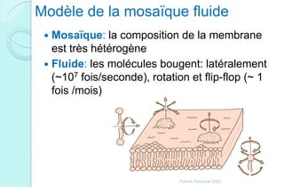 Modèle de la mosaïque fluide
 Mosaïque: la composition de la membrane
est très hétérogène
 Fluide: les molécules bougent: latéralement
(~107 fois/seconde), rotation et flip-flop (~ 1
fois /mois)
Franck Rencurel 2020
 