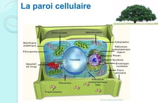 La paroi cellulaire
Franck Rencurel 2020
 