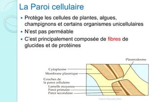La Paroi cellulaire
 Protège les cellules de plantes, algues,
champignons et certains organismes unicellulaires
 N’est pas perméable
 C’est principalement composée de fibres de
glucides et de protéines
Franck Rencurel 2020
 