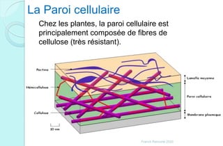Chez les plantes, la paroi cellulaire est
principalement composée de fibres de
cellulose (très résistant).
La Paroi cellulaire
Franck Rencurel 2020
 