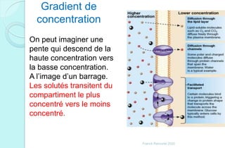 Gradient de
concentration
On peut imaginer une
pente qui descend de la
haute concentration vers
la basse concentration.
A l’image d’un barrage.
Les solutés transitent du
compartiment le plus
concentré vers le moins
concentré.
Franck Rencurel 2020
 