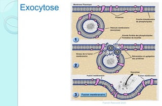 Exocytose
Franck Rencurel 2020
 