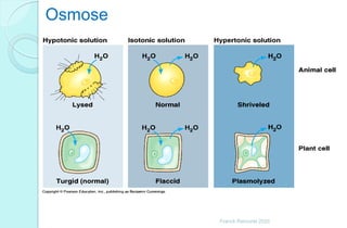 Osmose
Franck Rencurel 2020
 