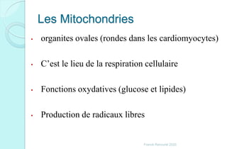 Les Mitochondries
• organites ovales (rondes dans les cardiomyocytes)
• C’est le lieu de la respiration cellulaire
• Fonctions oxydatives (glucose et lipides)
• Production de radicaux libres
Franck Rencurel 2020
 