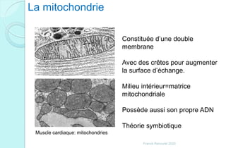 La mitochondrie
Muscle cardiaque: mitochondries
Constituée d’une double
membrane
Avec des crêtes pour augmenter
la surface d’échange.
Milieu intérieur=matrice
mitochondriale
Possède aussi son propre ADN
Théorie symbiotique
Franck Rencurel 2020
 