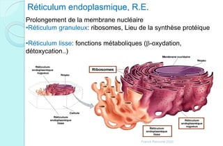 Réticulum endoplasmique, R.E.
Prolongement de la membrane nucléaire
•Réticulum granuleux: ribosomes, Lieu de la synthèse protéique
•Réticulum lisse: fonctions métaboliques (b-oxydation,
détoxycation..)
Franck Rencurel 2020
 