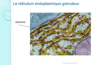 Le réticulum endoplasmique granuleux
ribosomes
Franck Rencurel 2020
 