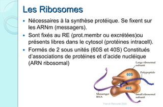 Les Ribosomes
 Nécessaires à la synthèse protéique. Se fixent sur
les ARNm (messagers).
 Sont fixés au RE (prot.membr ou excrétées)ou
présents libres dans le cytosol (protéines intracell).
 Formés de 2 sous unités (60S et 40S) Constitués
d’associations de protéines et d’acide nucléique
(ARN ribosomal)
60S
40S
Franck Rencurel 2020
 