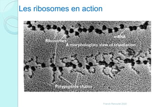 Les ribosomes en action
Franck Rencurel 2020
 