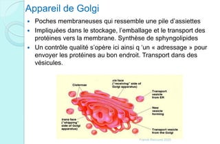 Appareil de Golgi
 Poches membraneuses qui ressemble une pile d’assiettes
 Impliquées dans le stockage, l’emballage et le transport des
protéines vers la membrane. Synthèse de sphyngolipides
 Un contrôle qualité s’opère ici ainsi q ‘un « adressage » pour
envoyer les protéines au bon endroit. Transport dans des
vésicules.
Franck Rencurel 2020
 